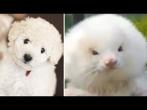 Ferret Disguised as Poodle